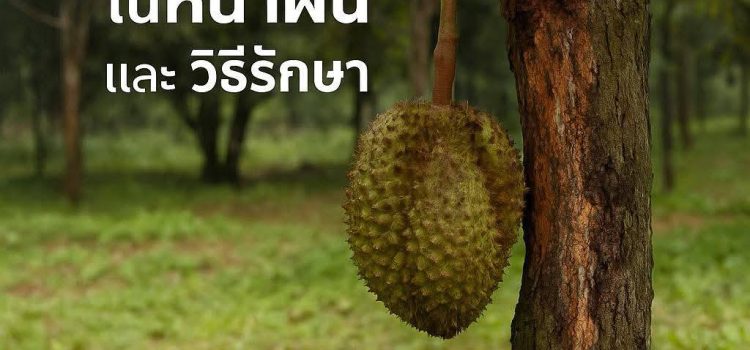 โรคทุเรียนที่ควรระวังในหน้าฝนและวิธีรักษา