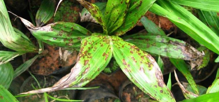 เตือนการระบาดโรคใบไหม้ (เชื้อรา Curvularia oryzae) ในปาล์มน้ำมัน