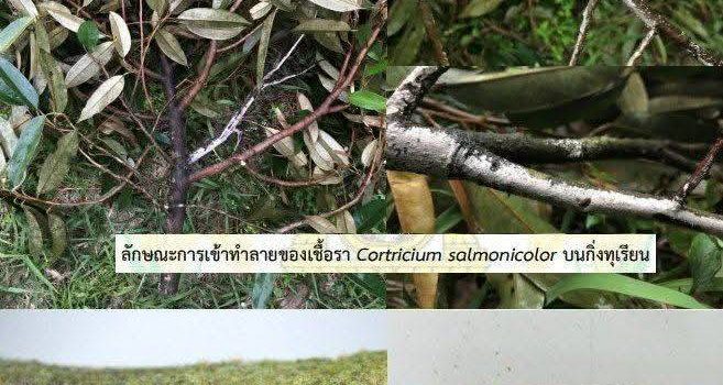 ระวัง โรคราสีชมพู (เชื้อรา Erythricium salmonicolor (Corticium salmonicolor)) ในทุเรียน