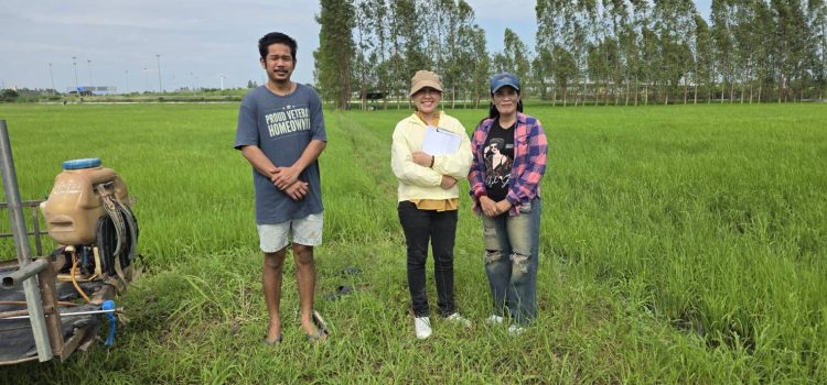 วันที่ 20 ตุลาคม 2568 ตรวจสอบแปลงเพาะปลูกข้าวนาปี ตำบลตะคร้ำเอน อำเภอท่ามะกา จังหวัดกาญจนบุรี