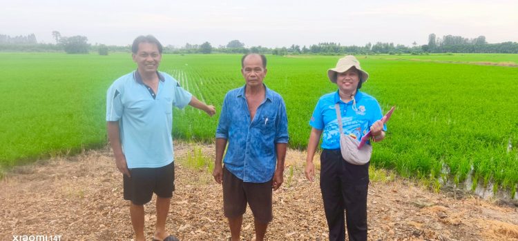 วันที่ 3 ตุลาคม 2568 ลงพื้นที่ตรวจสอบแปลงเพาะปลูกข้าว ปี 2568 ณ หมู่ที่ 6 ตำบลพระแท่น อำเภอท่ามะกา จังหวัดกาญจนบุรี