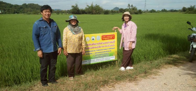 วันที่ 27 ตุลาคม 2568 ติดตามโครงการส่งเสริมการจัดทำแปลงข้าวพันธุ์ดีและการผลิตเมล็ดพันธุ์เพื่อการจำหน่ายในชุมชนของสมาชิกศูนย์ข้าวชุมชน ตำบลโคกตะบอง อำเภอท่ามะกา จังหวัดกาญจนบุรี วันที่ 27 ตุลาคม 2568 ติดตามโครงการส่งเสริมการจัดทำแปลงข้าวพันธุ์ดีและการผลิตเมล็ดพันธุ์เพื่อการจำหน่ายในชุมชนของสมาชิกศูนย์ข้าวชุมชน ตำบลโคกตะบอง อำเภอท่ามะกา จังหวัดกาญจนบุรี