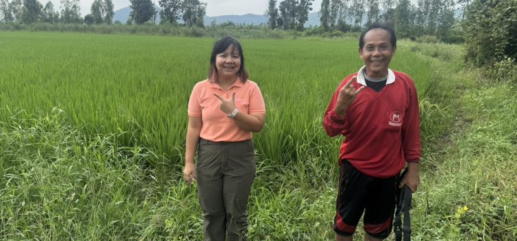 วันที่ 16 ตุลาคม 2568 ตรวจสอบพื้นที่ปลูกข้าวนาปี 2568/2569 ตำบลเขาสามสิบหาบ อำเภอท่ามะกา จังหวัดกาญจนบุรี