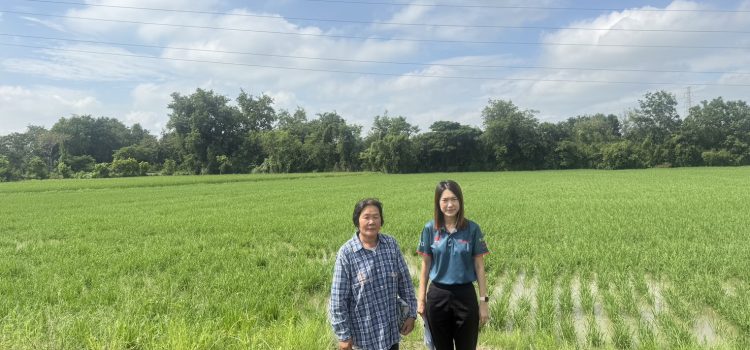 วันที่ 17 ตุลาคม 2568 ตรวจสอบพื้นที่ปลูกข้าวนาปี 2568/2569 ตำบลท่าไม้ อำเภอท่ามะกา จังหวัดกาญจนบุรี