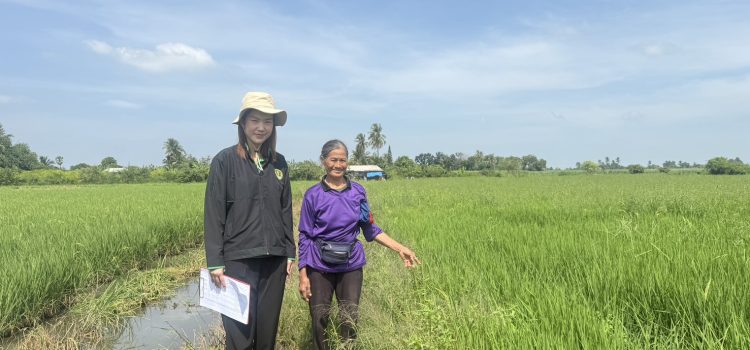 วันที่ 22 ตุลาคม 2568 ตรวจสอบพื้นที่ปลูกข้าวนาปี 2568/2569 ตำบลท่าไม้ อำเภอท่ามะกา จังหวัดกาญจนบุรี วันที่ 22 ตุลาคม 2568 ตรวจสอบพื้นที่ปลูกข้าวนาปี 2568/2569 ตำบลท่าไม้ อำเภอท่ามะกา จังหวัดกาญจนบุรี