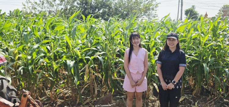 วันที่ 26 พฤศจิกายน 2568 เยี่ยมเยียนและติดตามเกษตรกรผู้เข้าร่วมโครงการ GAP ตำบลยางม่วง วันที่ 26 พฤศจิกายน 2568 เยี่ยมเยียนและติดตามเกษตรกรผู้เข้าร่วมโครงการ GAP ตำบลยางม่วง