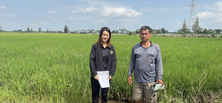 วันที่ 14 พฤศจิกายน 2568 ตรวจสอบพื้นที่ปลูกข้าวนาปี 2568/2569 ตำบลท่าไม้ อำเภอท่ามะกา จังหวัดกาญจนบุรี วันที่ 14 พฤศจิกายน 2568 ตรวจสอบพื้นที่ปลูกข้าวนาปี 2568/2569 ตำบลท่าไม้ อำเภอท่ามะกา จังหวัดกาญจนบุรี