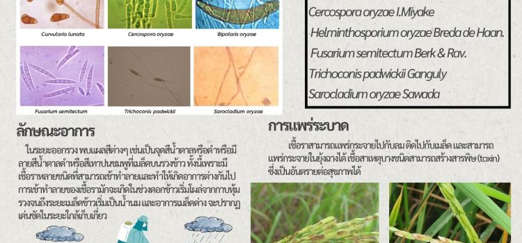 เตือนเกษตรกรผู้ปลูกข้าว เฝ้าระวังการระบาดของโรคเมล็ดด่างในข้าว เตือนเกษตรกรผู้ปลูกข้าว เฝ้าระวังการระบาดของโรคเมล็ดด่างในข้าว