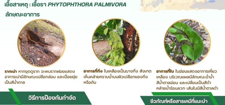 เตือนเกษตรกรผู้ปลูกทุเรียน เฝ้าระวังการระบาดของโรครากเน่าโคนเน่าทุเรียน เตือนเกษตรกรผู้ปลูกทุเรียน เฝ้าระวังการระบาดของโรครากเน่าโคนเน่าทุเรียน