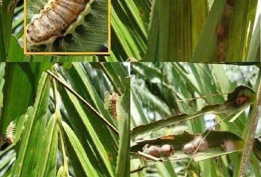 เตือนเกษตรกรผู้ปลูกปาล์มน้ำมัน เฝ้าระวังหนอนหน้าแมวในปาล์มน้ำมัน เตือนเกษตรกรผู้ปลูกปาล์มน้ำมัน เฝ้าระวังหนอนหน้าแมวในปาล์มน้ำมัน