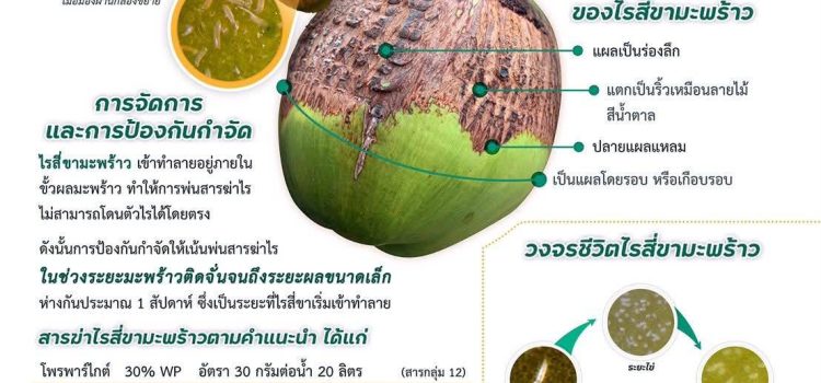 เตือนเกษตรกรผู้ปลูกมะพร้าว เฝ้าระวังไรสี่ขาซุ่มระบาดช่วงฤดูแล้ง เตือนเกษตรกรผู้ปลูกมะพร้าว เฝ้าระวังไรสี่ขาซุ่มระบาดช่วงฤดูแล้ง