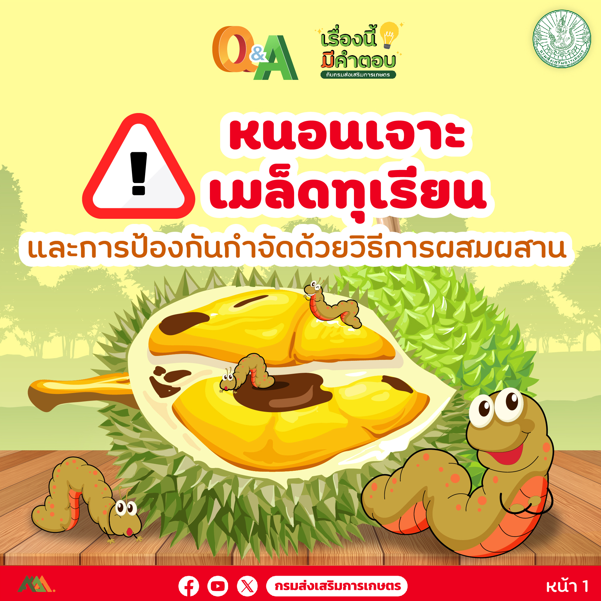 หนอนเจาะเมล็ดทุเรียน ภัยร้ายที่เกษตรกรต้องระวัง