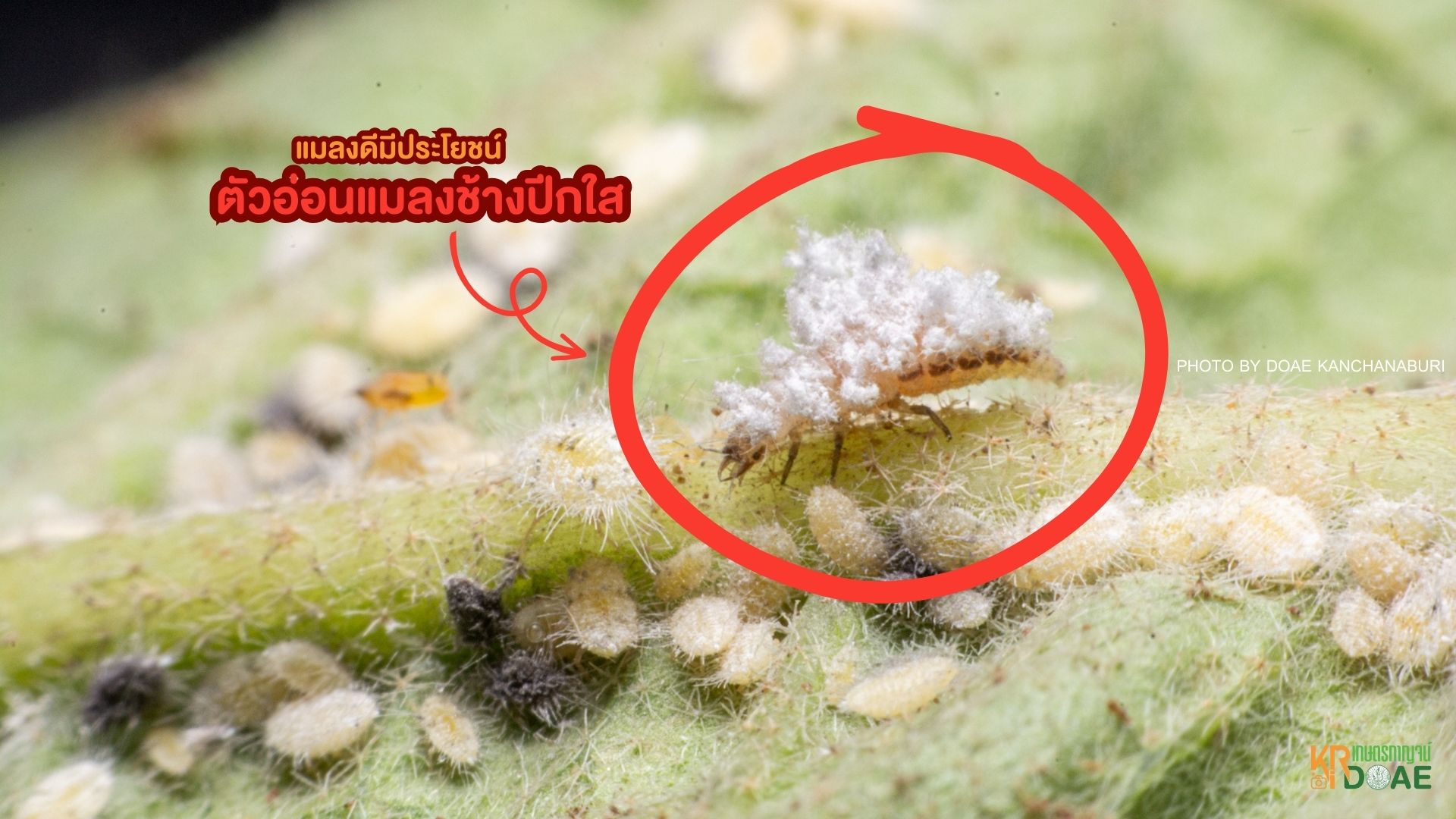  แมลงช้างปีกใส