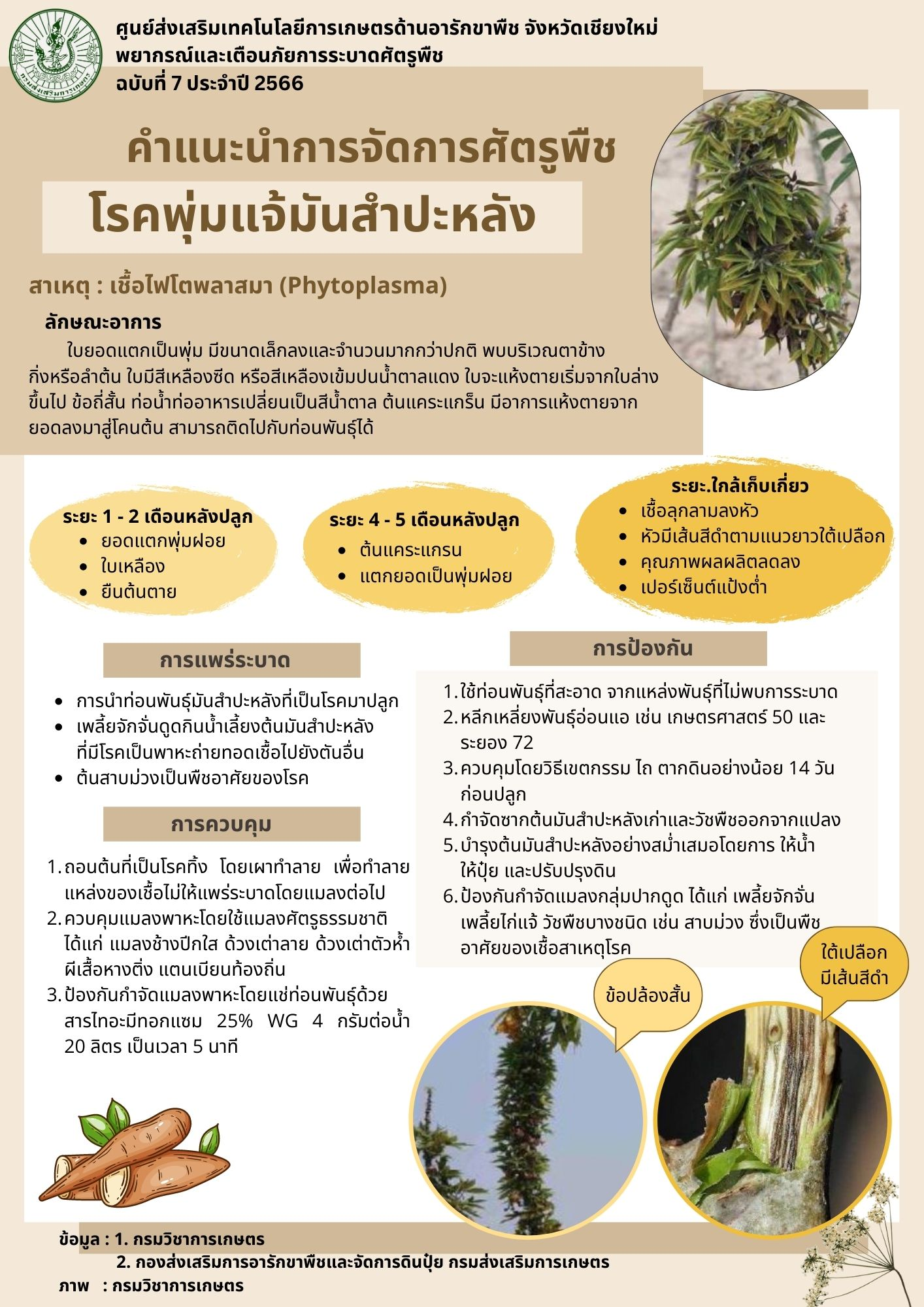 โรคพุ่มแจ้มันสำปะหลัง