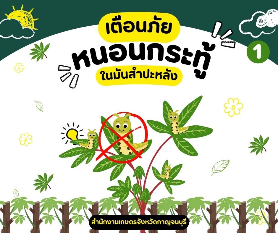 #เกษตรกาญจน์…..เตือนภัยเกษตรกร…ป้องกันกำจัดหนอนกระทู้ในมันสำปะหลัง